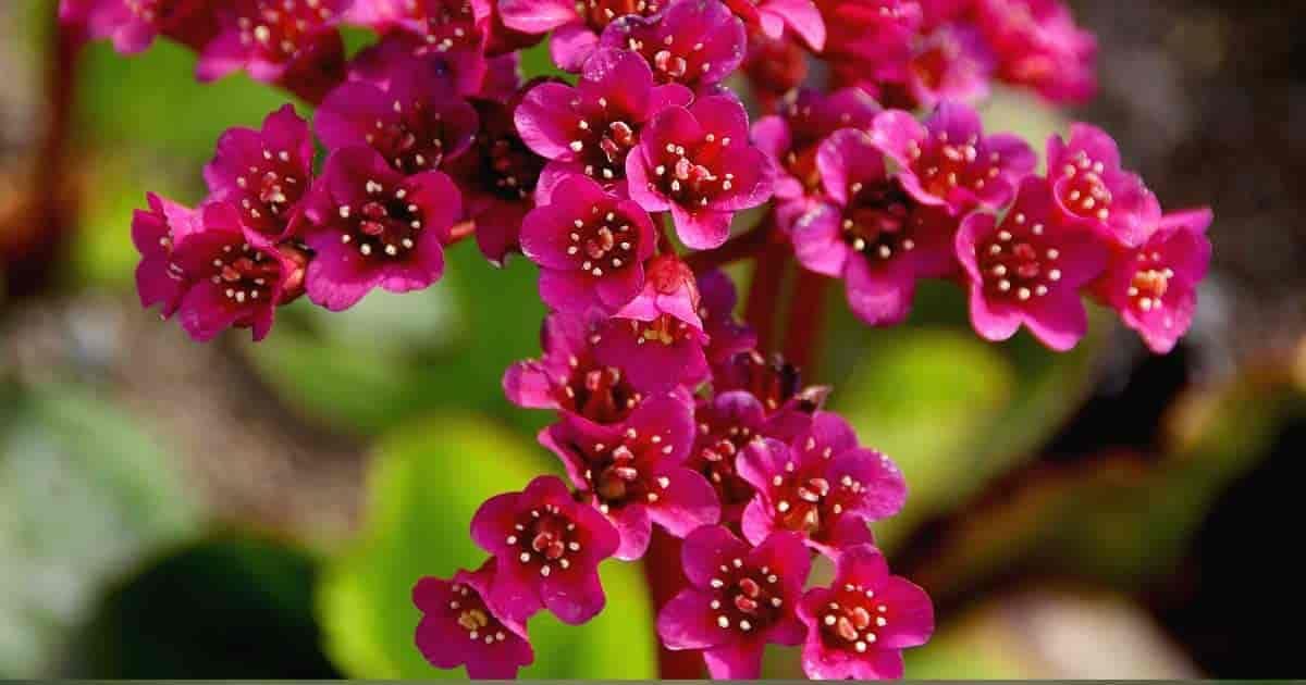 Bergenia